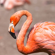 Фламинго / Flamingos A167371352754812