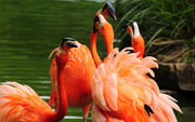 Фламинго / Flamingos 145a021352754867