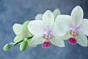 Очарование орхидей / The charm of orchids  967d991352684922