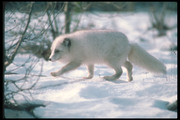 Песец / Arctic fox D45e871352688484
