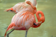 Фламинго / Flamingos 95bb4f1352754801