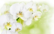 Очарование орхидей / The charm of orchids  Dcae7e1352684932