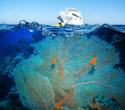 Тропические рыбы и коралловый риф / Tropical Fish and Coral Reef 13d6f51322864764