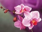 Очарование орхидей / The charm of orchids  6fd18e1352684925