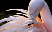 Фламинго / Flamingos Ede9cf1352754858