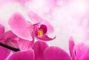 Очарование орхидей / The charm of orchids  2c26b81352684930