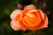 Красивые розы / Beautiful roses C0e9161352907561