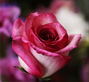 Красивые розы / Beautiful roses 11fd931352907522