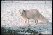 Песец / Arctic fox Ffc8971352688515