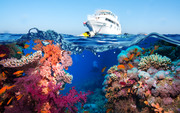 Тропические рыбы и коралловый риф / Tropical Fish and Coral Reef 5ccc0f1322864782