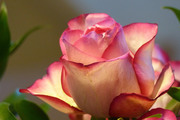 Красивые розы / Beautiful roses Bcc4481352907566