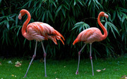 Фламинго / Flamingos 08c2c71352754842