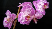 Очарование орхидей / The charm of orchids  B583b61352685081