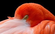Фламинго / Flamingos 7cbcec1352754825