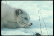 Песец / Arctic fox 73c1c31352688430