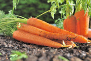 Свежая морковь на земле / Fresh carrots on land plot 6504b21337917056