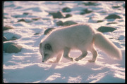 Песец / Arctic fox 64e2e81352688450
