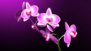 Очарование орхидей / The charm of orchids  B797ab1352684939