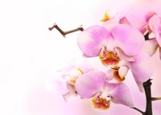 Очарование орхидей / The charm of orchids  3c1f9f1352684962