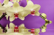 Очарование орхидей / The charm of orchids  9a582f1352685029