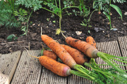 Свежая морковь на земле / Fresh carrots on land plot 217f0e1337917093