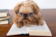 Серьёзная собака читает книги / Serious dog reads books D11b941352908888