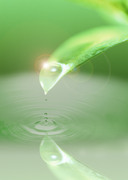 Вода, воздух и зелень / Water, Air and Greenery Eb70861322862877