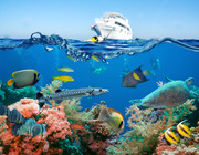 Тропические рыбы и коралловый риф / Tropical Fish and Coral Reef 6c3d3d1322864801
