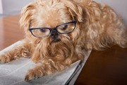 Серьёзная собака читает книги / Serious dog reads books 02bb961352908874