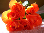 Красивые розы / Beautiful roses E884541352907513
