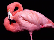 Фламинго / Flamingos 483ad41352754822
