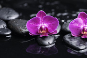 Очарование орхидей / The charm of orchids  4636ba1352684970