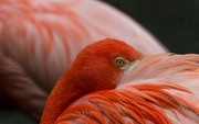 Фламинго / Flamingos D53a151352754856