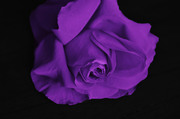 Красивые розы / Beautiful roses B8b64d1352907637