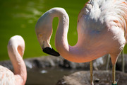 Фламинго / Flamingos 31e6891352754846