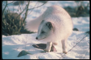 Песец / Arctic fox 29671d1352688511