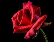 Красивые розы / Beautiful roses Ad2f351352907533