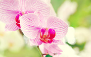 Очарование орхидей / The charm of orchids  D1cca21352685056