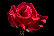 Красивые розы / Beautiful roses 818dd61352907540