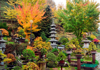 Com'è cambiata l'entrata del giardino Bonsai 7dc3f91326141638