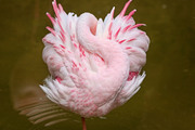 Фламинго / Flamingos 4e1b841352754830