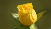Красивые розы / Beautiful roses 9d17601352907576