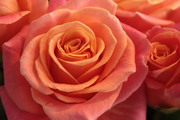 Красивые розы / Beautiful roses 0163a61352907572