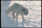 Песец / Arctic fox 3883cb1352688412