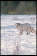 Песец / Arctic fox E5dacf1352688375