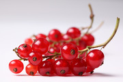 Спелые ягоды / Ripe berries  84cbc31352779640