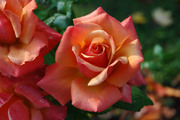 Красивые розы / Beautiful roses 5520731352907617