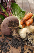 Свежая морковь на земле / Fresh carrots on land plot 2cc4911337917031