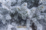 Зима / Winter Bfb9981316137410