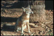 Песец / Arctic fox 84e7a61352688536